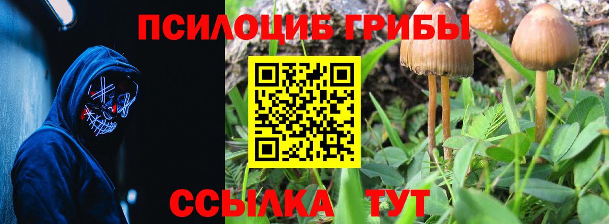 купить  цена  Вход с VPN  Клинцы  Псилоцибиновые грибы Psilocybe 